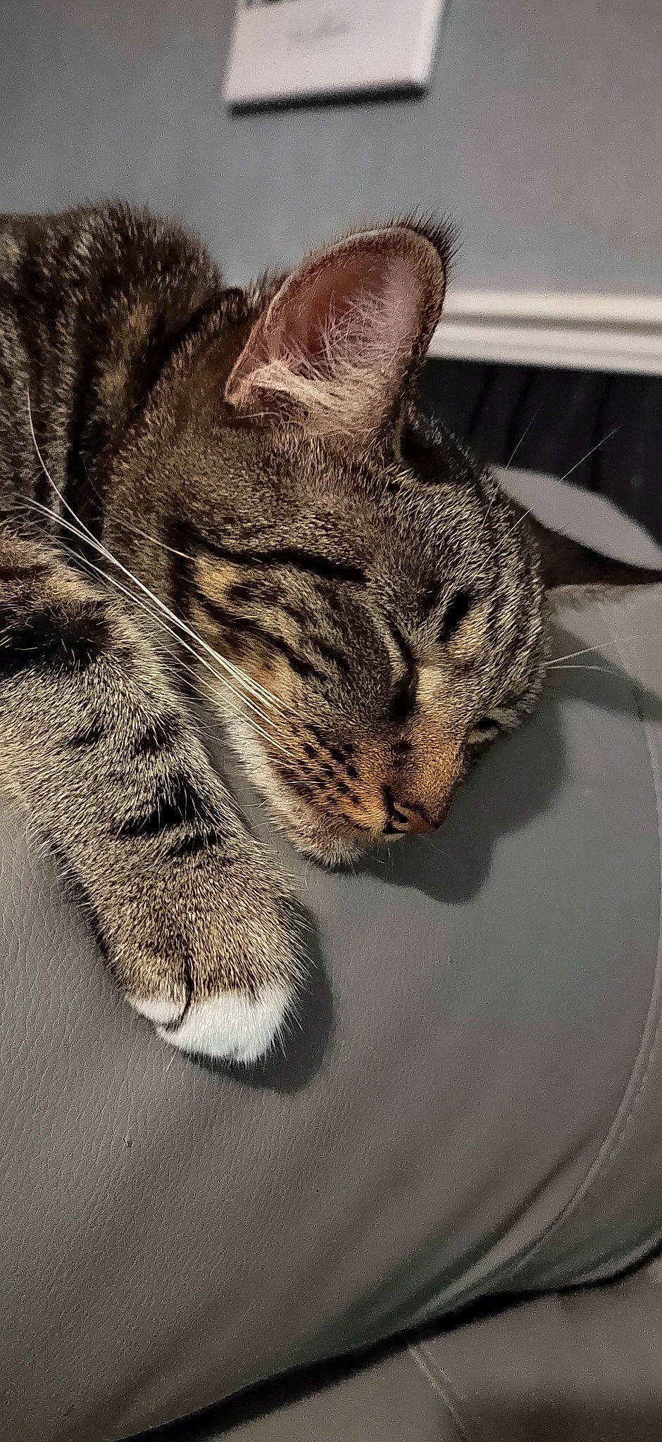 Charles joined the competition — help win amazing prizes! carnivore, cat, claw, domestic_short_haired_cat, felidae, fur, grey, paw, small_to_medium_sized_cats, snout, tail, terrestrial_animal, whiskers, wildlife