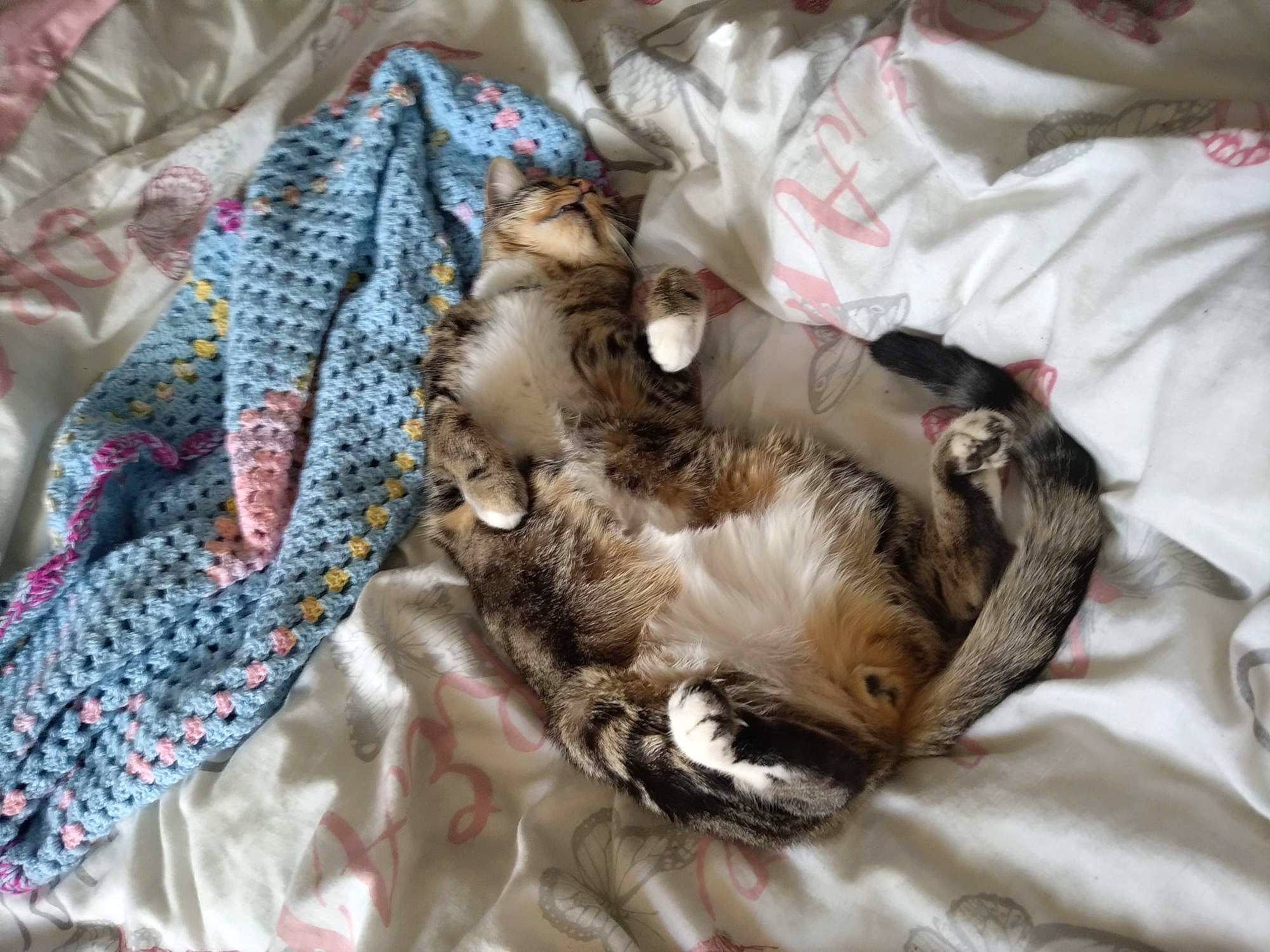 Charles is registered to the contest to win money with this photo: bedding, carnivore, cat, claw, comfort, companion_dog, dog_breed, domestic_short_haired_cat, fashion_accessory, fawn, felidae, fur, linens, pattern, small_to_medium_sized_cats, textile, thread, whiskers, woolen, woven_fabric