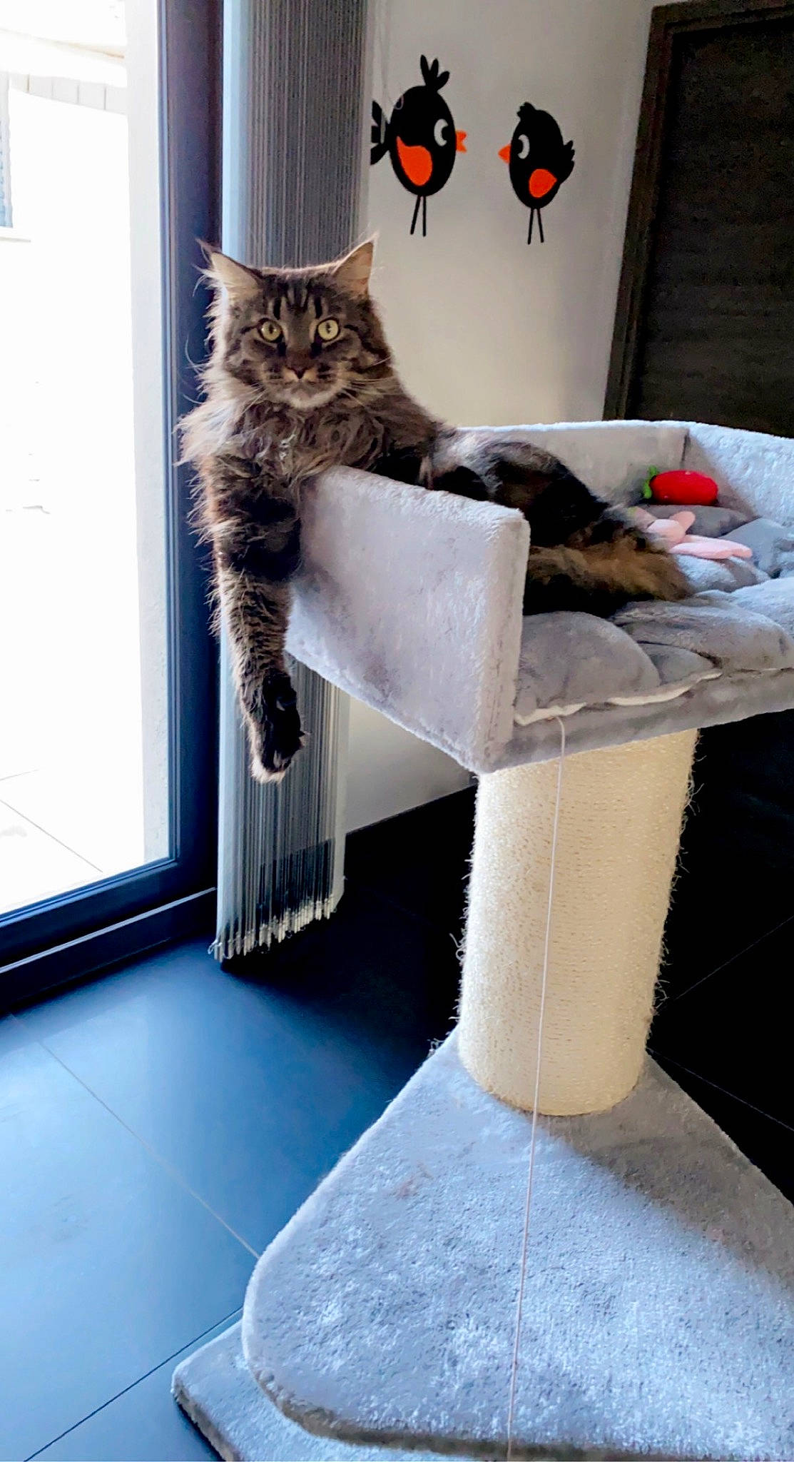 Pixie a rejoint le concours — aidez-le/la à gagner de superbes lots ! carnivore, cat, chair, comfort, couch, fawn, felidae, flooring, grey, interior_design, living_room, mammal, plant, small_to_medium_sized_cats, table, tail, vertebrate, whiskers, window, wood