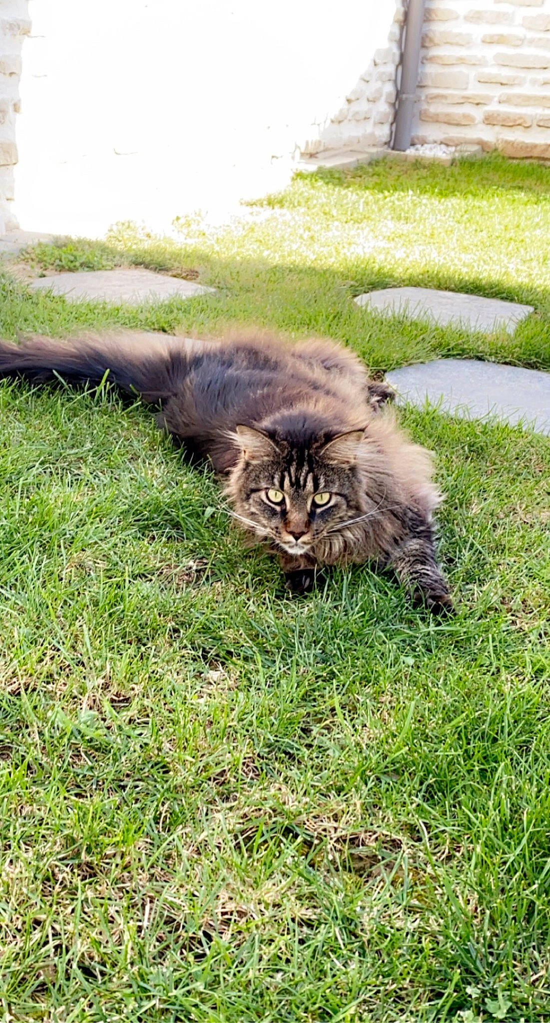 Pixie a rejoint le concours — aidez-le/la à gagner de superbes lots ! carnivore, cat, claw, dog_breed, domestic_short_haired_cat, felidae, fur, grass, groundcover, paw, plant, siberian, sitting, small_to_medium_sized_cats, snout, soil, tail, terrestrial_animal, whiskers, wildlife