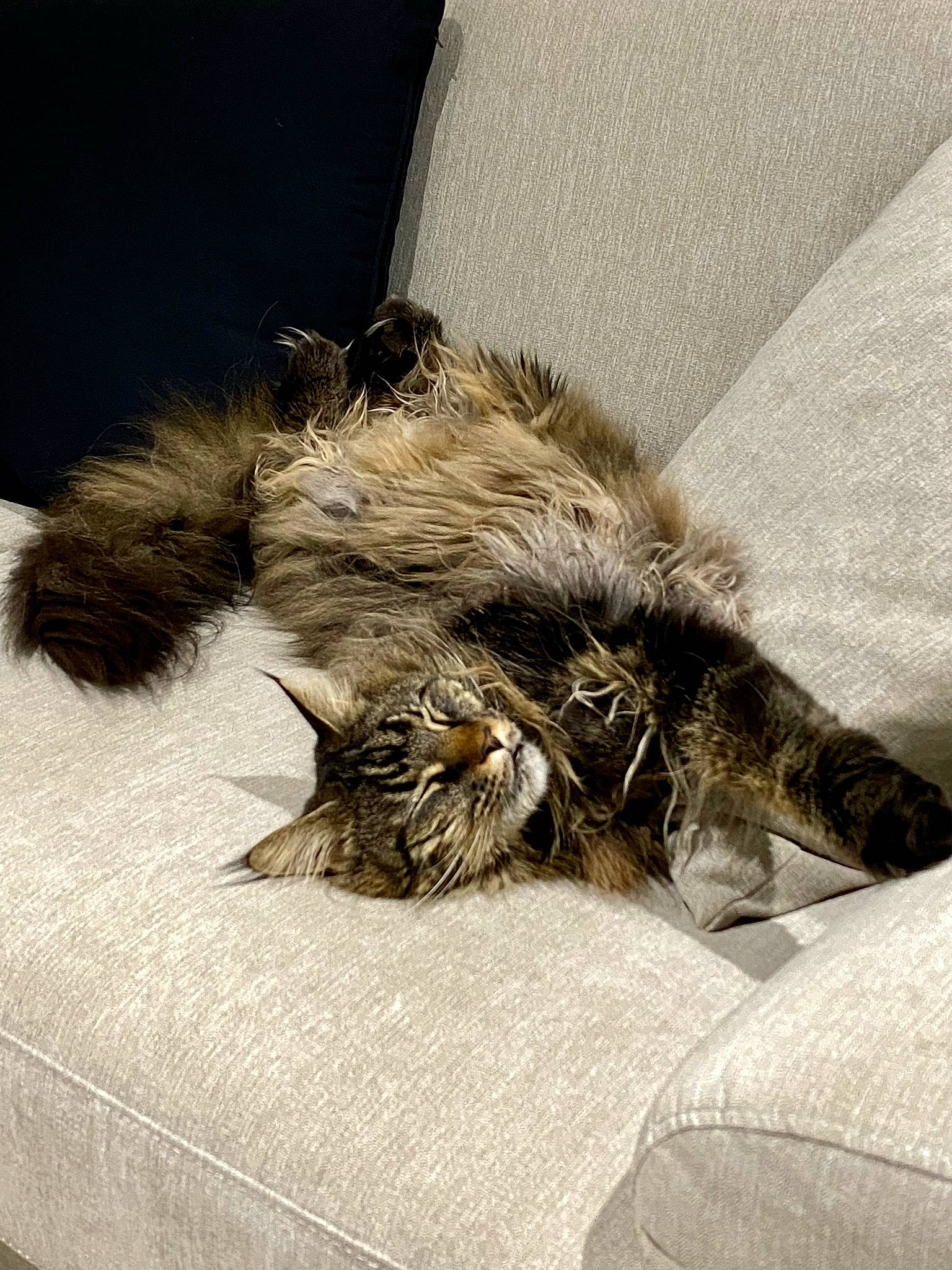 Pixie a rejoint le concours — aidez-le/la à gagner de superbes lots ! carnivore, cat, claw, comfort, felidae, fur, grey, linens, paw, room, small_to_medium_sized_cats, textile, whiskers