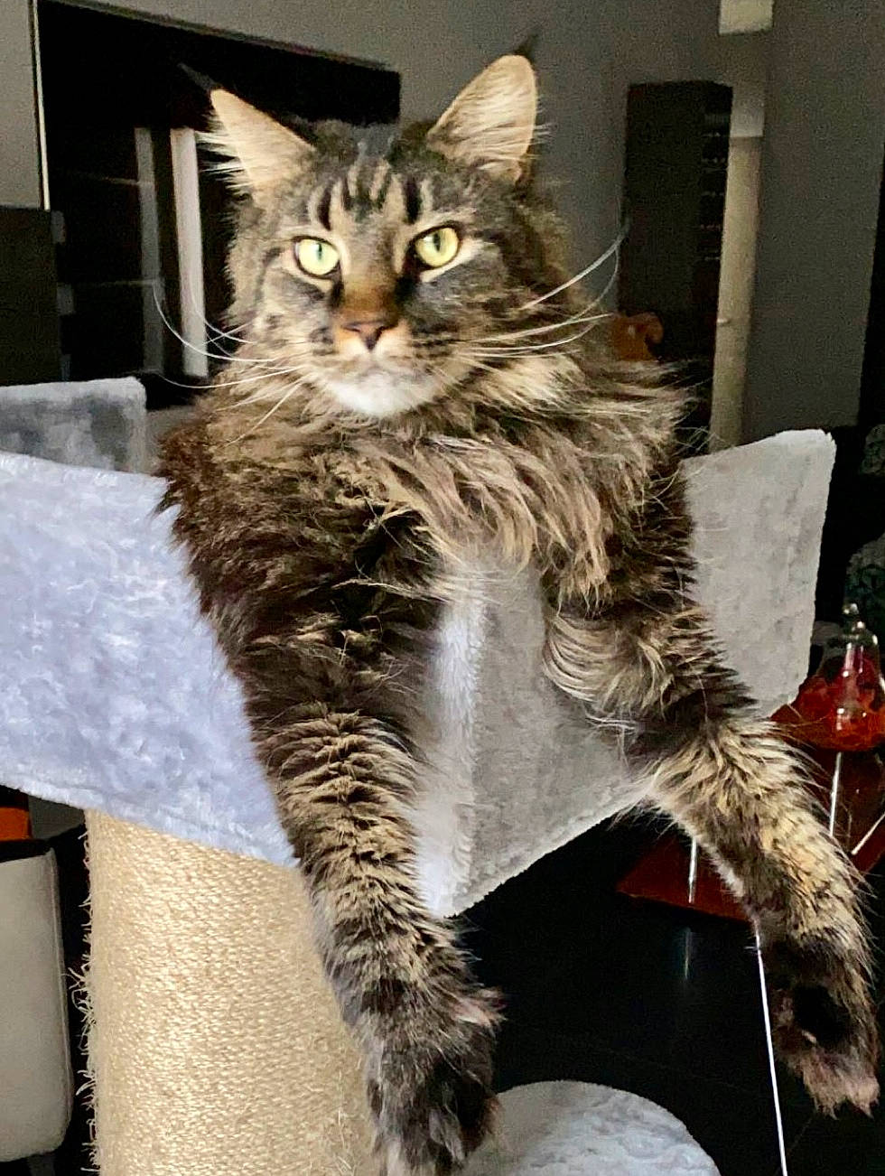 Pixie a rejoint le concours — aidez-le/la à gagner de superbes lots ! carnivore, cat, claw, domestic_short_haired_cat, felidae, fur, hair, maine_coon, paw, sitting, small_to_medium_sized_cats, snout, tail, terrestrial_animal, whiskers, wildlife