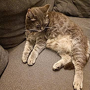 Minouchette a rejoint le concours — aidez-le/la à gagner de superbes lots ! animal, cat, couch, cozy, cute, domestic_animal, feline, fur, furniture, gray_cat, home, indoor, paw, pet, relaxed, resting, sleepy, tabby, texture, whiskers