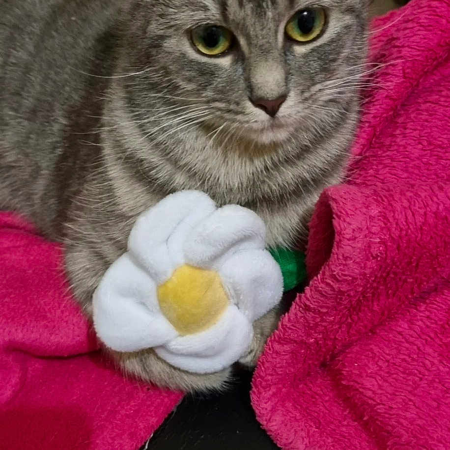 Minouchette