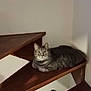animal, cat, cozy, curious, domestic_cat, domestic_pet, eyes, feline, floor, fur, household, indoor, looking, pet, resting, stairs, tabby, wall, whiskers, wooden_stairs