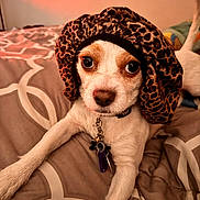 Lg is registered to the contest to win money with this photo: animal, bed, blanket, bonnet, brown_spots, closeup, collar, cute, dog, fur, indoor, leopard_print, looking, paw, pet, portrait, resting, small_dog, tag, white_fur
