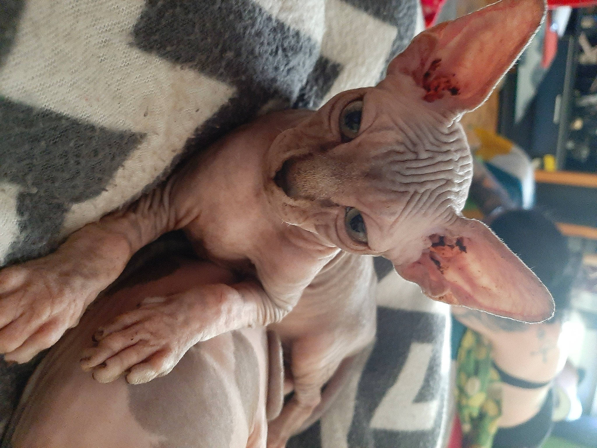 Guismo a rejoint le concours — aidez-le/la à gagner de superbes lots ! comfort, donskoy, ear, fawn, felidae, flesh, gesture, nail, pattern, peterbald, snout, terrestrial_animal, thumb, whiskers, wildlife, working_animal, wrinkle, wrist