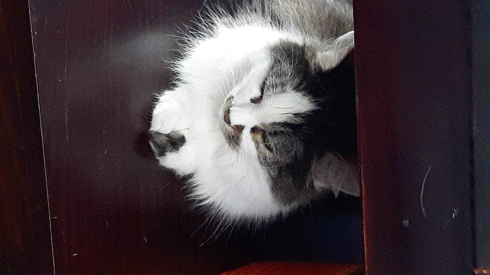 Vendetta a rejoint le concours — aidez-le/la à gagner de superbes lots ! box, carnivore, cat, darkness, domestic_short_haired_cat, felidae, fur, hardwood, monochrome, monochrome_photography, paw, small_to_medium_sized_cats, snout, still_life_photography, tail, tints_and_shades, whiskers, wood