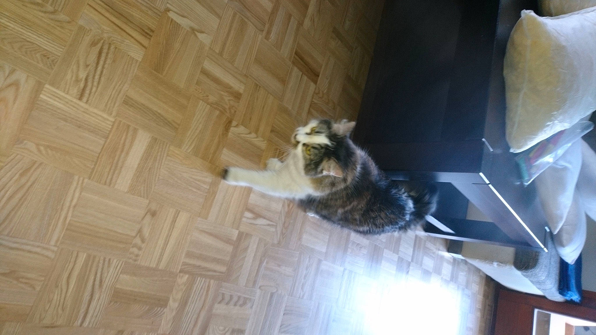 Vendetta a rejoint le concours — aidez-le/la à gagner de superbes lots ! carnivore, cat, ceiling, dog_breed, domestic_short_haired_cat, felidae, floor, flooring, fur, hardwood, laminate_flooring, pet_supply, room, small_to_medium_sized_cats, sporting_group, tail, whiskers, wood, wood_flooring, wood_stain