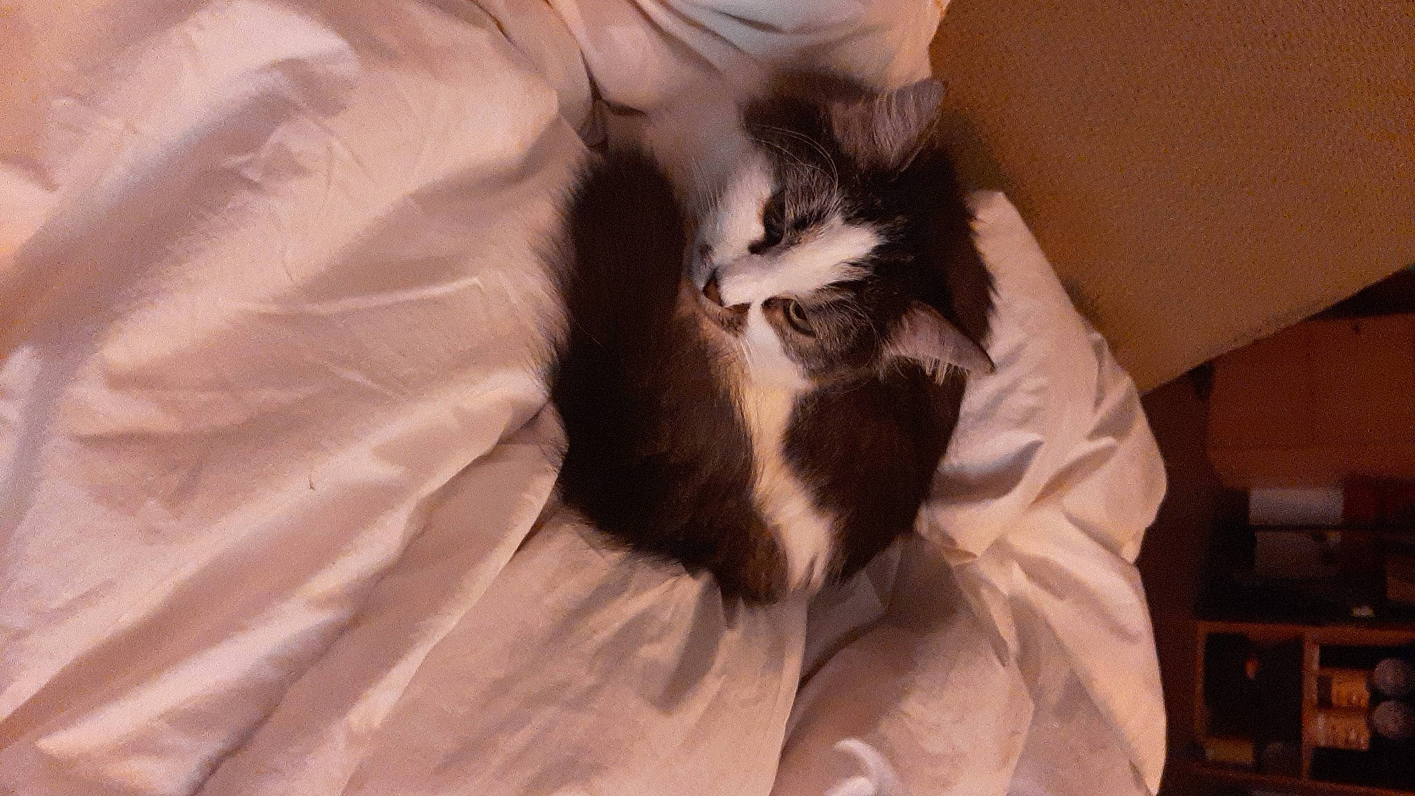 Vendetta a rejoint le concours — aidez-le/la à gagner de superbes lots ! bed, bed_sheet, bedding, canidae, carnivore, cat, cat_bed, comfort, domestic_short_haired_cat, duvet, felidae, formal_wear, fur, gesture, linens, nap, paw, small_to_medium_sized_cats, tail, whiskers