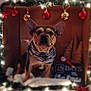 dog, french_bulldog, bandana, cardboard_box, christmas_ornaments, christmas_lights, holiday_decor, countdown_sign, elf_doll, festive, indoor, pet, cute, decorations, winter, celebration, christmas, small_dog, portrait, cozy