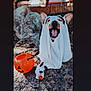 dog, costume, ghost, white_sheet, outdoor, rock, pumpkin_bucket, toy, halloween, tongue_out, pet, animal, yard, fence, tree, daylight, cute, playful, smiling, festive