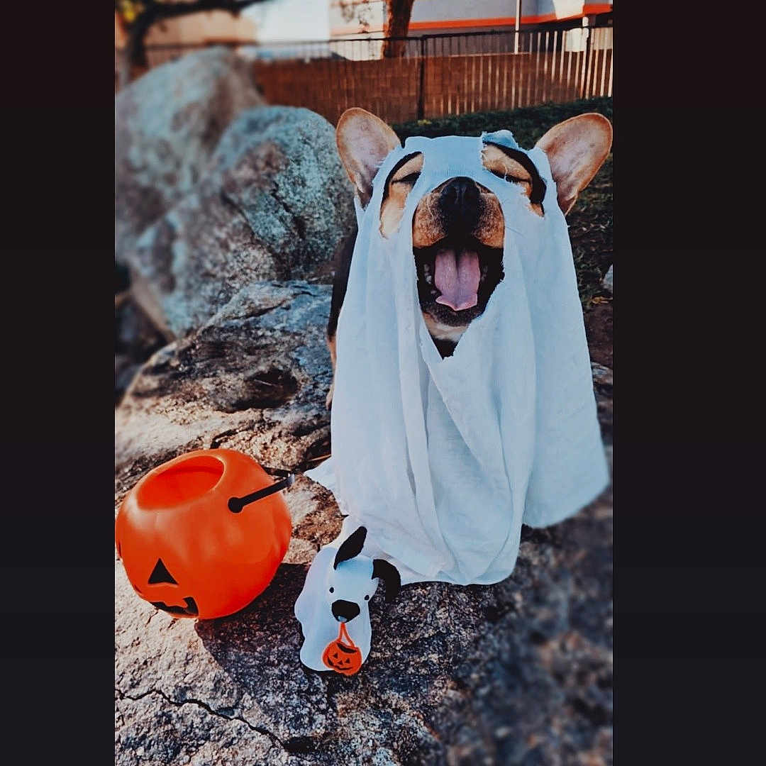 Teddy joined the competition — help win amazing prizes! animal, costume, cute, daylight, dog, fence, festive, ghost, halloween, outdoor, pet, playful, pumpkin_bucket, rock, smiling, tongue_out, toy, tree, white_sheet, yard