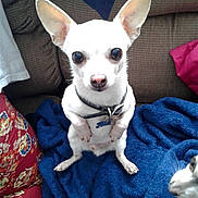 Jack joined the competition — help win amazing prizes! dog, chihuahua, white_dog, pet, blanket, blue_blanket, couch, indoor, small_dog, collar, tag, curious, sitting, animal, companion, furniture, closeup, cute, domestic_animal, friendship