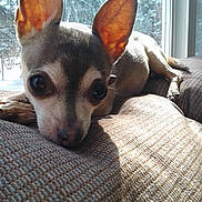 Jill joined the competition — help win amazing prizes! dog, small_dog, chihuahua, ears, couch, indoor, sunlight, window, texture, resting, pet, animal, closeup, face, cute, fur, nose, paw, home, relaxing