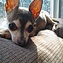 dog, small_dog, chihuahua, ears, couch, indoor, sunlight, window, texture, resting, pet, animal, closeup, face, cute, fur, nose, paw, home, relaxing
