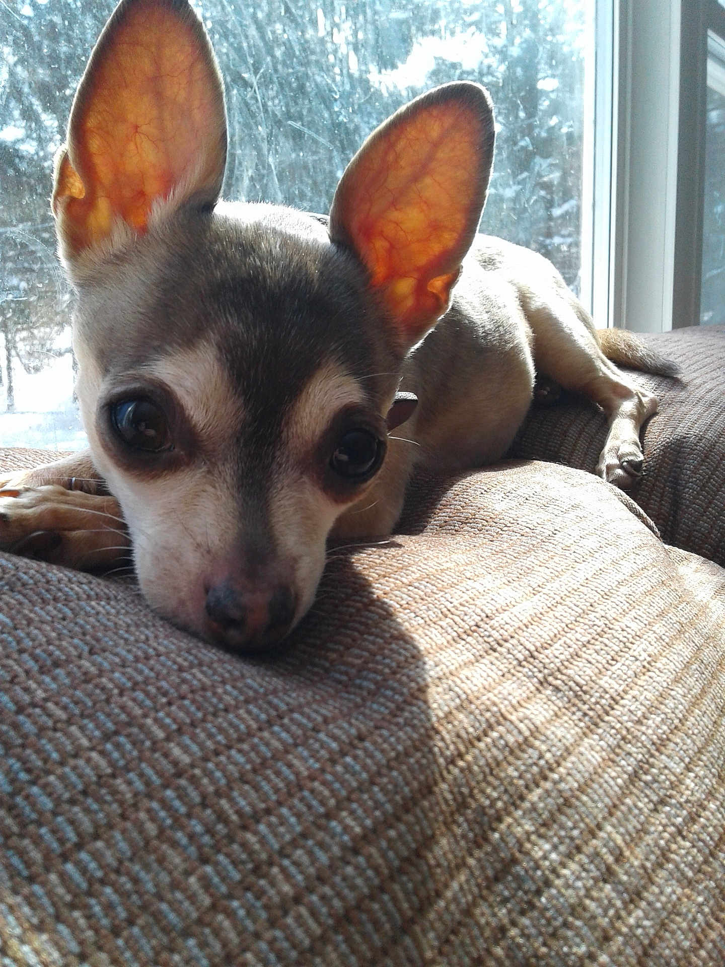 Jill joined the competition — help win amazing prizes! dog, small_dog, chihuahua, ears, couch, indoor, sunlight, window, texture, resting, pet, animal, closeup, face, cute, fur, nose, paw, home, relaxing