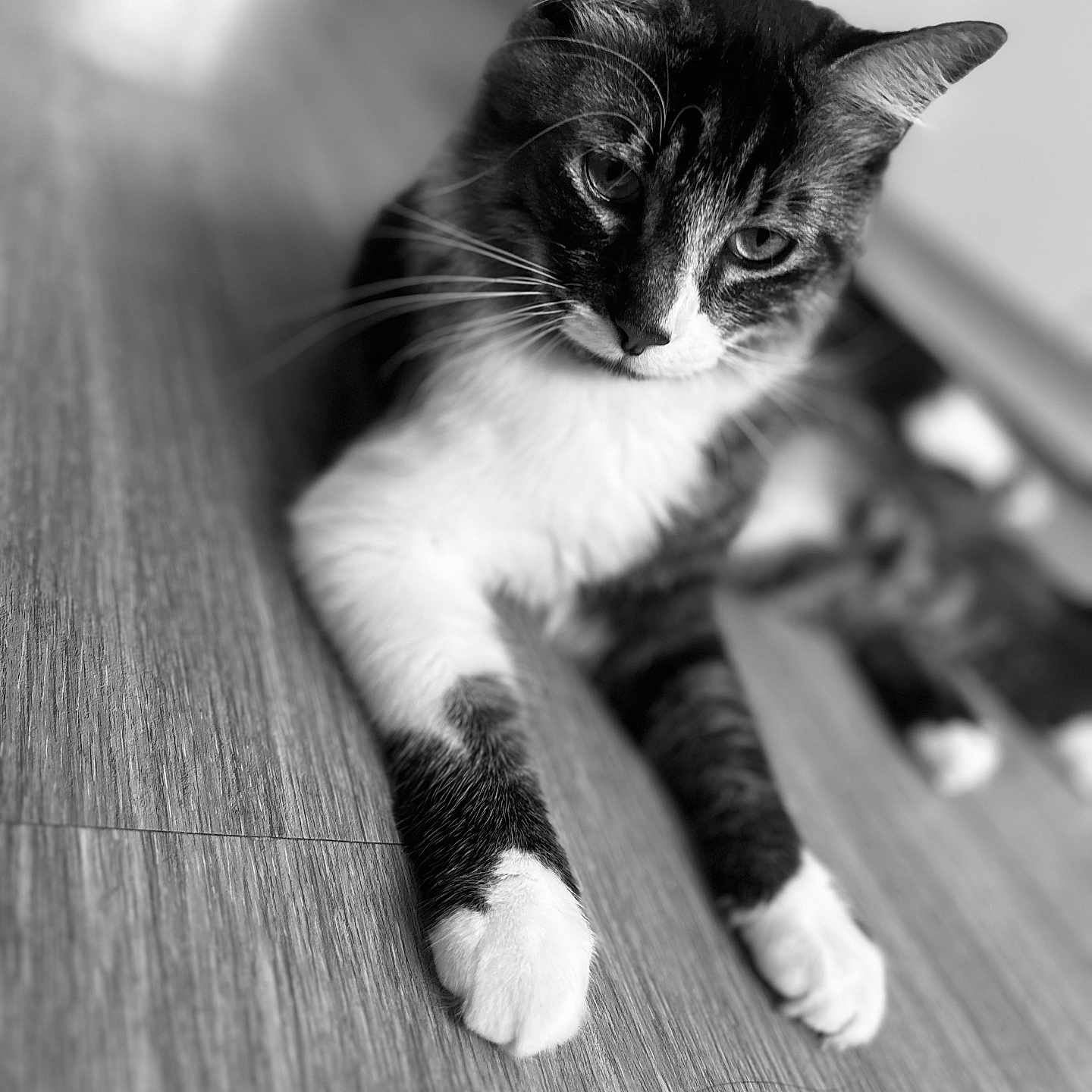 Nut a rejoint le concours — aidez-le/la à gagner de superbes lots ! animal, black_and_white, cat, close_up, cute, domestic_cat, eyes, feline, fur, indoor, laying_down, mammal, paws, pet, portrait, quiet, relaxed, soft_focus, whiskers, wooden_floor