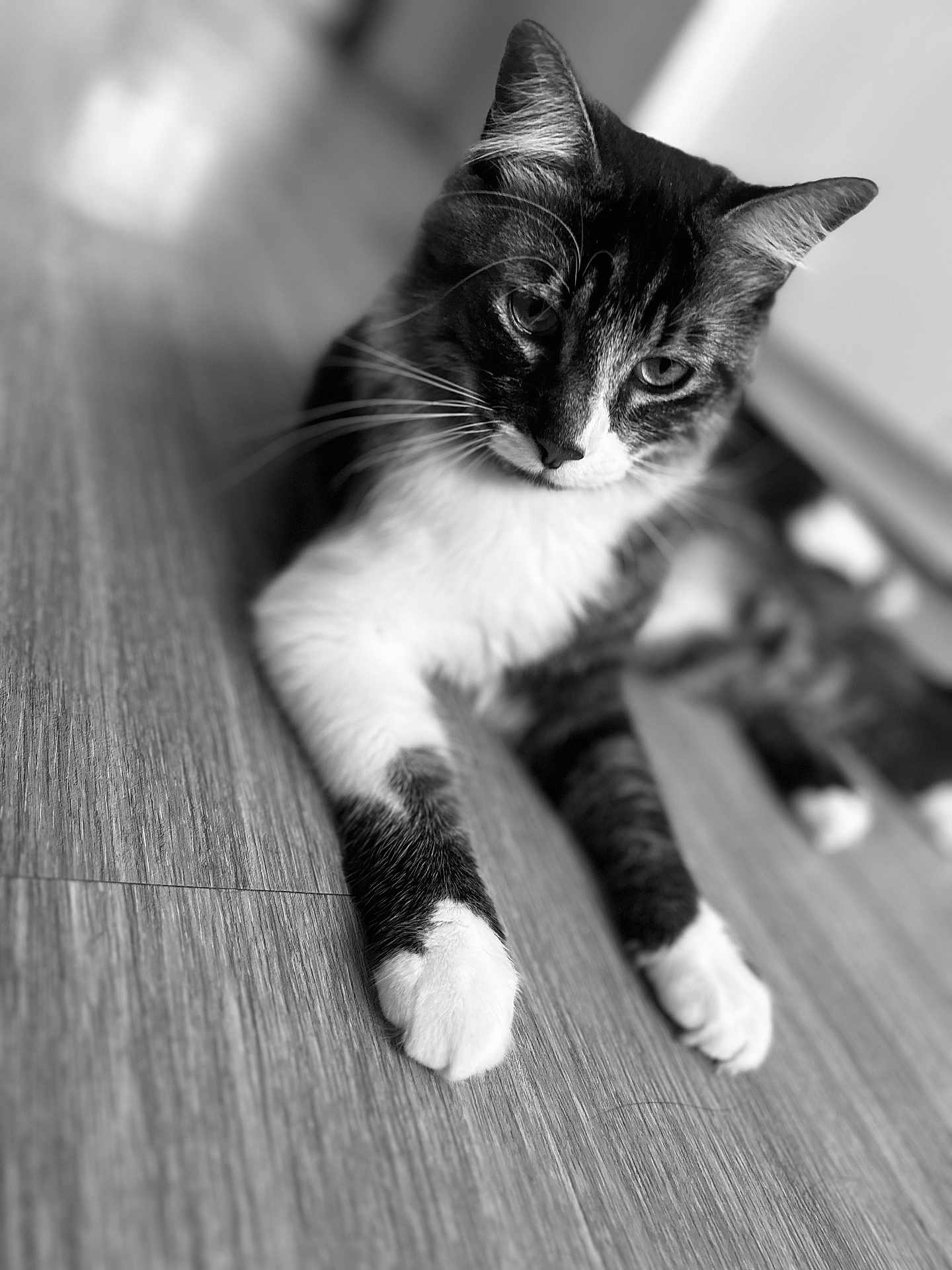 Nut a rejoint le concours — aidez-le/la à gagner de superbes lots ! cat, animal, pet, black_and_white, feline, indoor, wooden_floor, relaxed, paws, whiskers, close_up, portrait, laying_down, domestic_cat, fur, cute, mammal, eyes, quiet, soft_focus