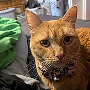 Nala is registered to the contest to win money with this photo: animal_portrait, bed, bell, blanket, bow_tie, cat, close_up, collar, curious, cute, domestic_animal, feline, fur, furniture, home, indoor, leopard_print, orange_cat, pet, whiskers