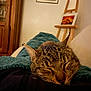 Djubia a rejoint le concours — aidez-le/la à gagner de superbes lots ! blanket, cat, close_up, couch, cozy, ear, easel, fur, furniture, human_lap, indoor, low_light, pet, relaxed, sleeping, sleeping_cat, tabby_cat, wall_art, whiskers, wooden_cabinet