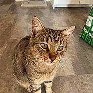 Djubia a rejoint le concours — aidez-le/la à gagner de superbes lots ! cabinet, cat, closeup, curious, domestic_animal, ears, feline, food_bowl, green_bag, green_eyes, indoor, kitchen, paws, pet, portrait, sitting, tabby_cat, tile_floor, water_dispenser, whiskers