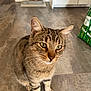 cabinet, cat, closeup, curious, domestic_animal, ears, feline, food_bowl, green_bag, green_eyes, indoor, kitchen, paws, pet, portrait, sitting, tabby_cat, tile_floor, water_dispenser, whiskers