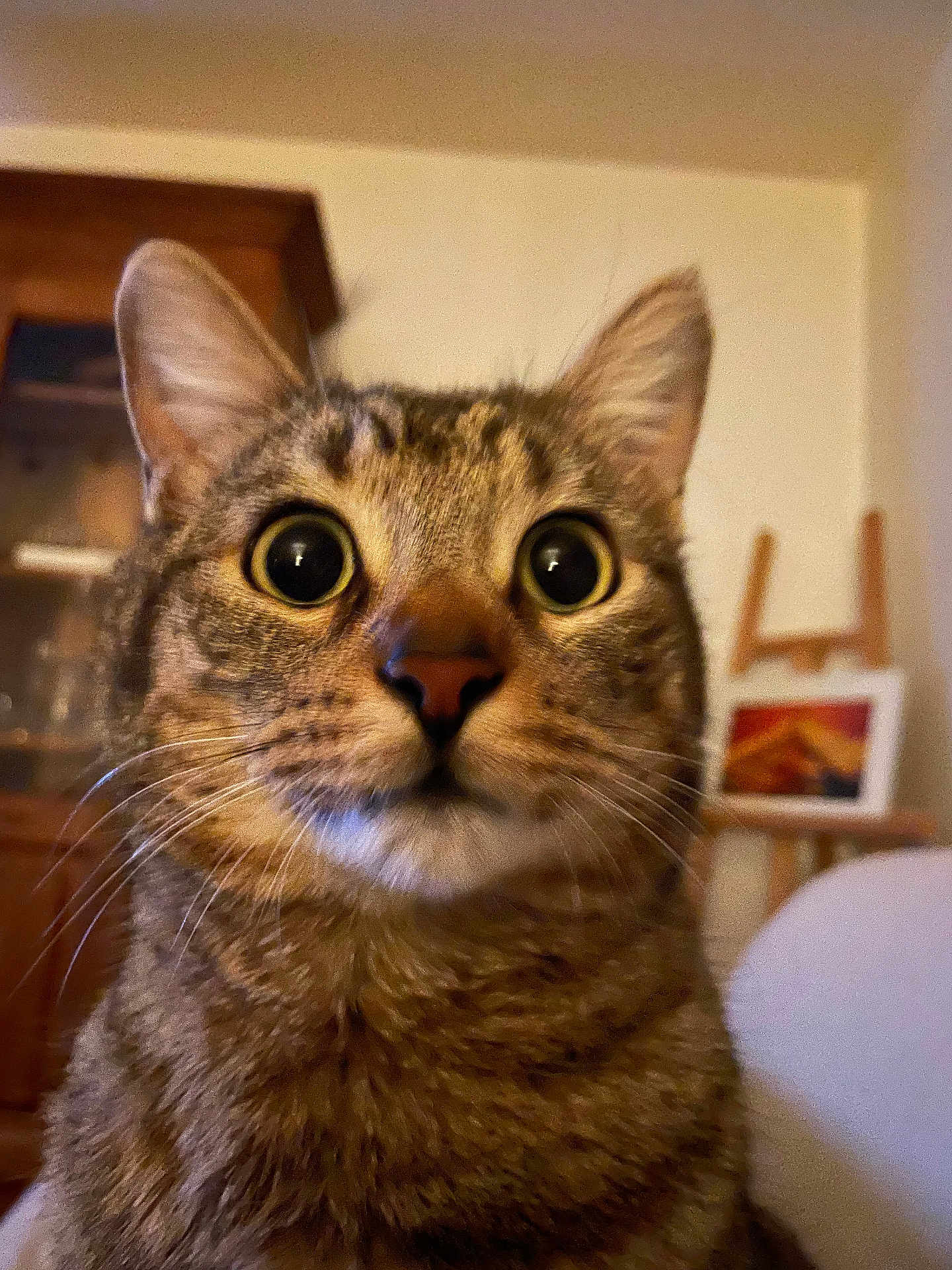 Djubia a rejoint le concours — aidez-le/la à gagner de superbes lots ! big_eyes, cabinet, cat, close_up, curious, domestic_animal, ears, easel, fur, furniture, indoor, living_room, macro, nose, painting, pet, portrait, tabby_cat, whiskers, wide_eyed