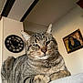 Djubia participe au concours pour gagner de l'argent avec cette photo : cat, ceiling_beams, clock, close_up, cozy, face, fur, furniture, green_eyes, home_interior, indoor, painting, paws, pet, portrait, relaxed, sitting, tabby_cat, wall_art, whiskers