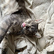 Yuna participe au concours pour gagner de l'argent avec cette photo : bedding, blanket, cat, close_up, cozy, cute, domestic_animal, fur_pattern, furry, gray_cat, indoor, nap, paw, pet, portrait, relaxed, sleeping, soft_texture, tongue_out, whiskers