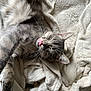 bedding, blanket, cat, close_up, cozy, cute, domestic_animal, fur_pattern, furry, gray_cat, indoor, nap, paw, pet, portrait, relaxed, sleeping, soft_texture, tongue_out, whiskers