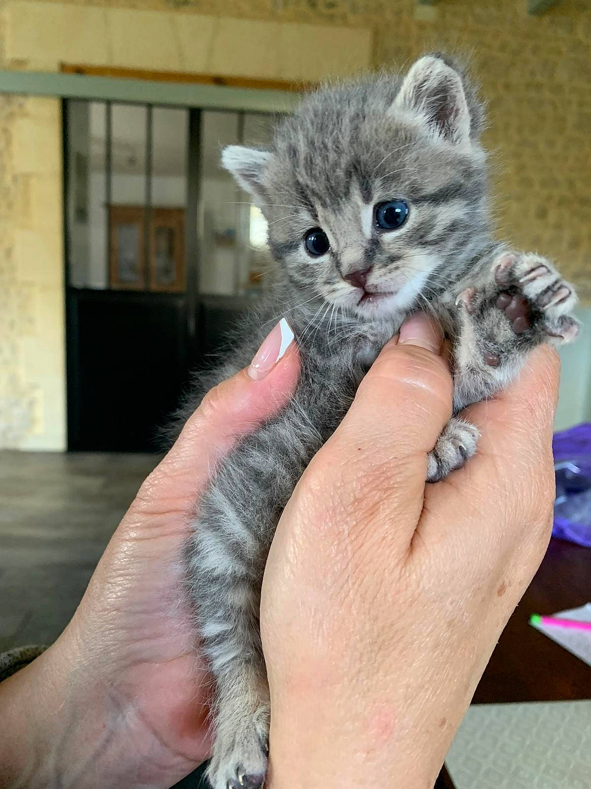 Yuna participe au concours pour gagner de l'argent avec cette photo : carnivore, cat, claw, comfort, domestic_short_haired_cat, fawn, felidae, finger, foot, fur, gesture, hand, nail, paw, small_to_medium_sized_cats, snout, tail, thumb, whiskers, window