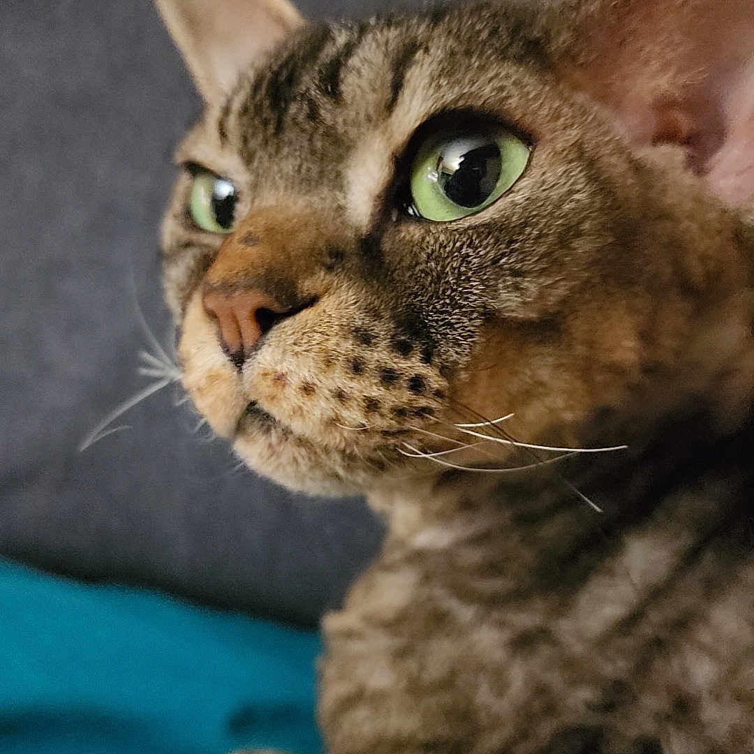 Brady joined the competition — help win amazing prizes! abyssinian, animal, cat, couch, egyptiancat, furniture, kitten, manx, pet, siamese