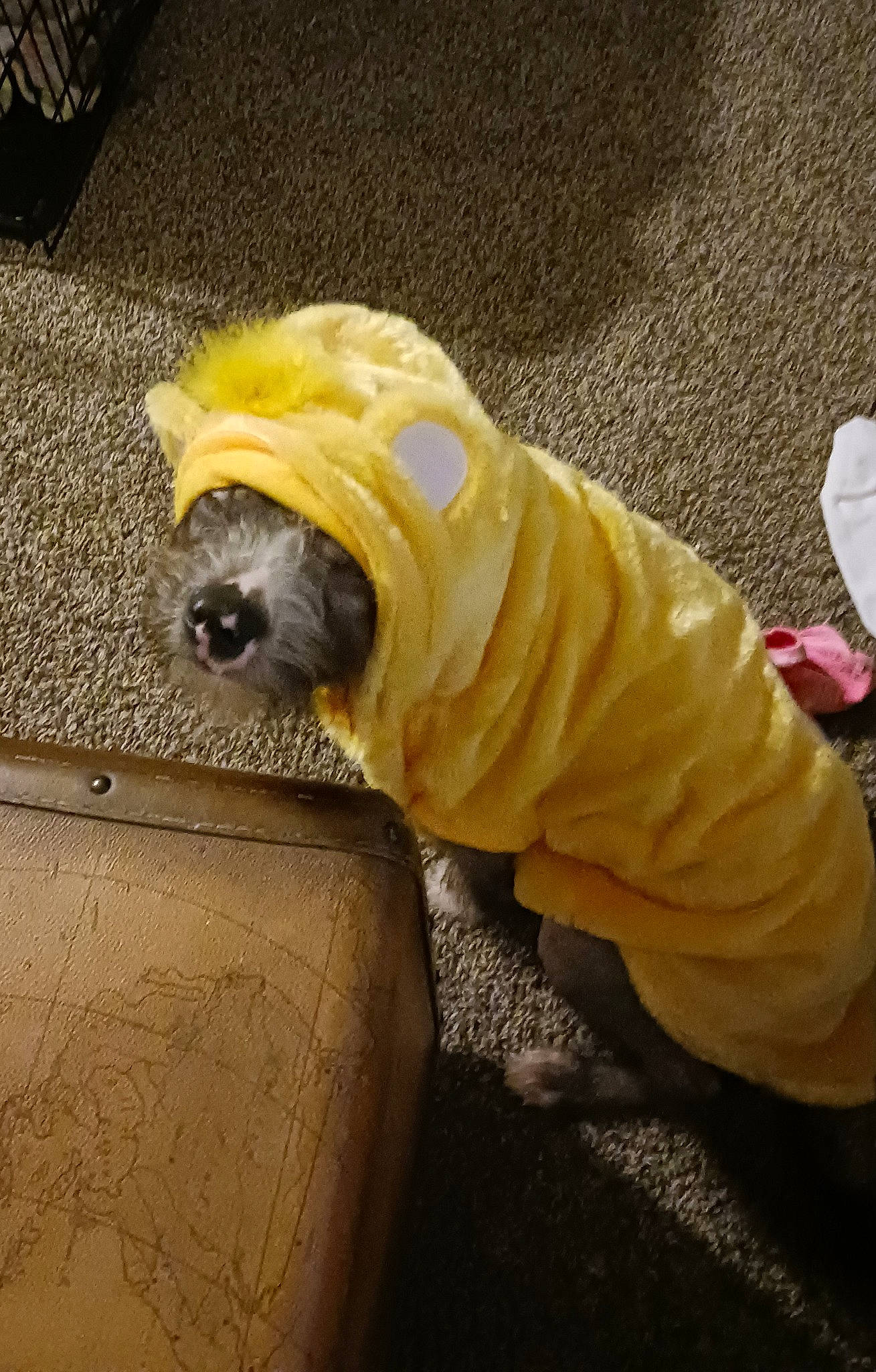 Dottie joined the competition — help win amazing prizes! asphalt, canidae, carnivore, companion_dog, dog, dog_breed, dog_supply, fawn, flooring, fur, grass, hardwood, road, road_surface, sidewalk, snout, sporting_group, tail, toy_dog, wood