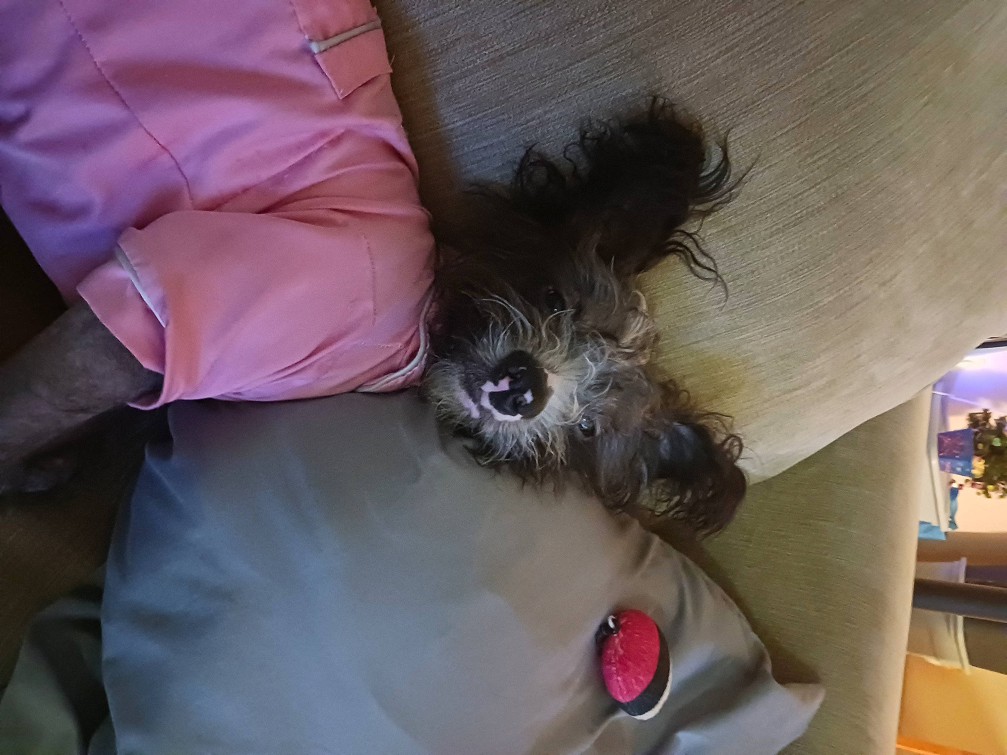 Dottie joined the competition — help win amazing prizes! abdomen, canidae, carnivore, companion_dog, dog, dog_breed, eyewear, fawn, feather, felidae, fur, hair_coloring, puppy_love, small_terrier, snout, sporting_group, terrier, toy_dog, whiskers, wrist