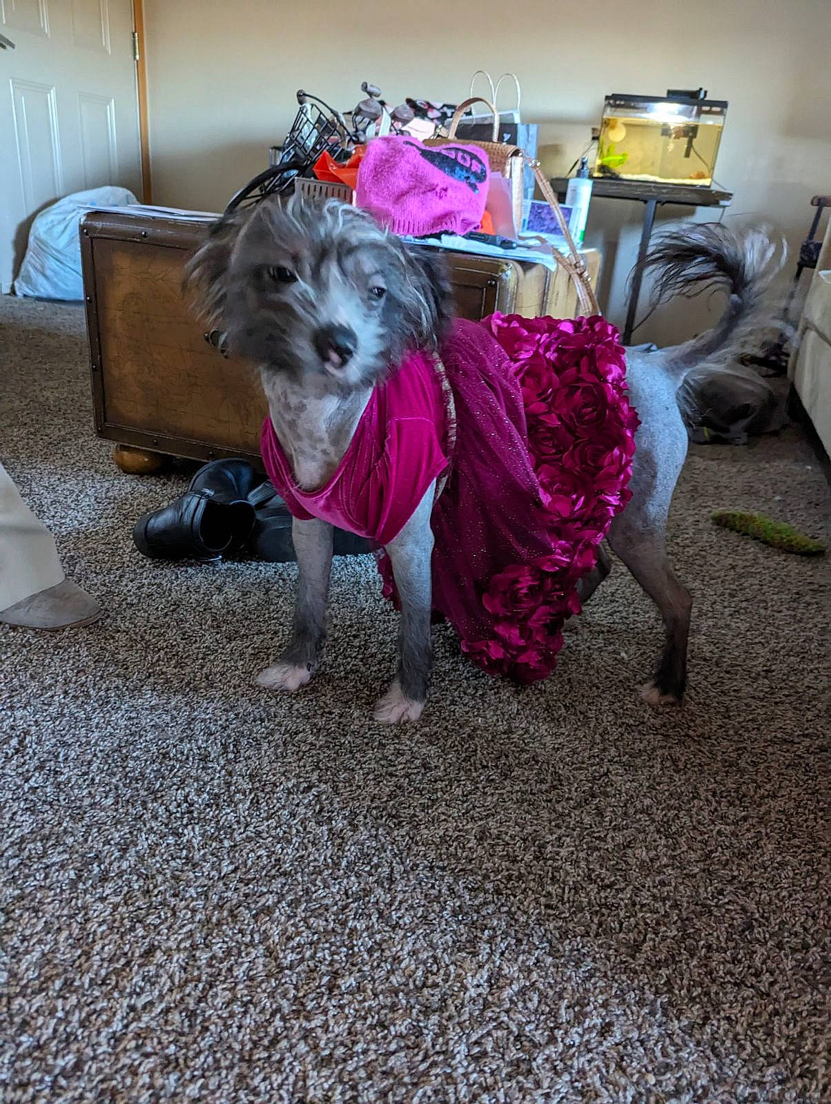 Dottie is registered to the contest to win money with this photo: canidae, carmine, carnivore, companion_dog, dog_breed, dog_clothes, dog_supply, event, fawn, flooring, fur, grey, houseplant, leash, magenta, purple, road_surface, sporting_group, tail, working_animal