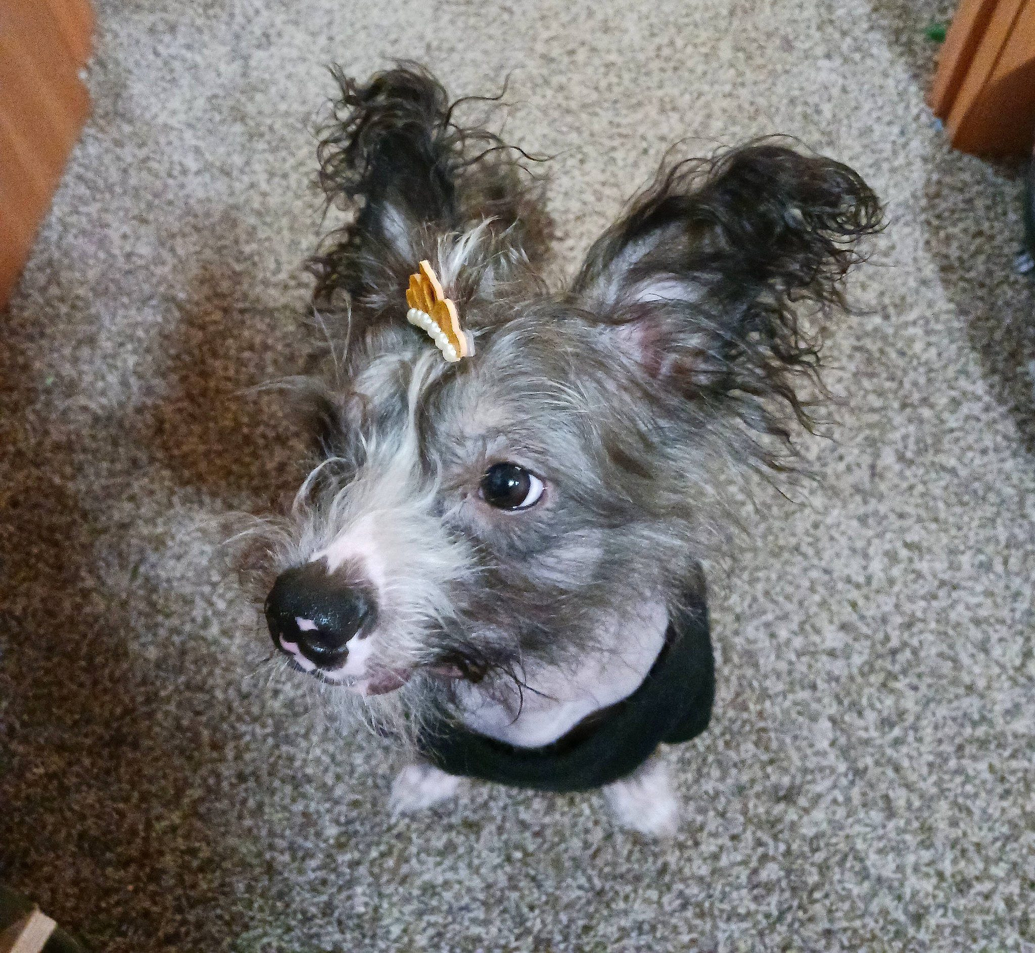 Dottie is registered to the contest to win money with this photo: canidae, carnivore, collar, companion_dog, dog, dog_breed, dog_collar, dog_supply, fur, liver, paw, puppy, small_terrier, snout, sporting_group, tail, terrier, toy_dog, whiskers, working_animal