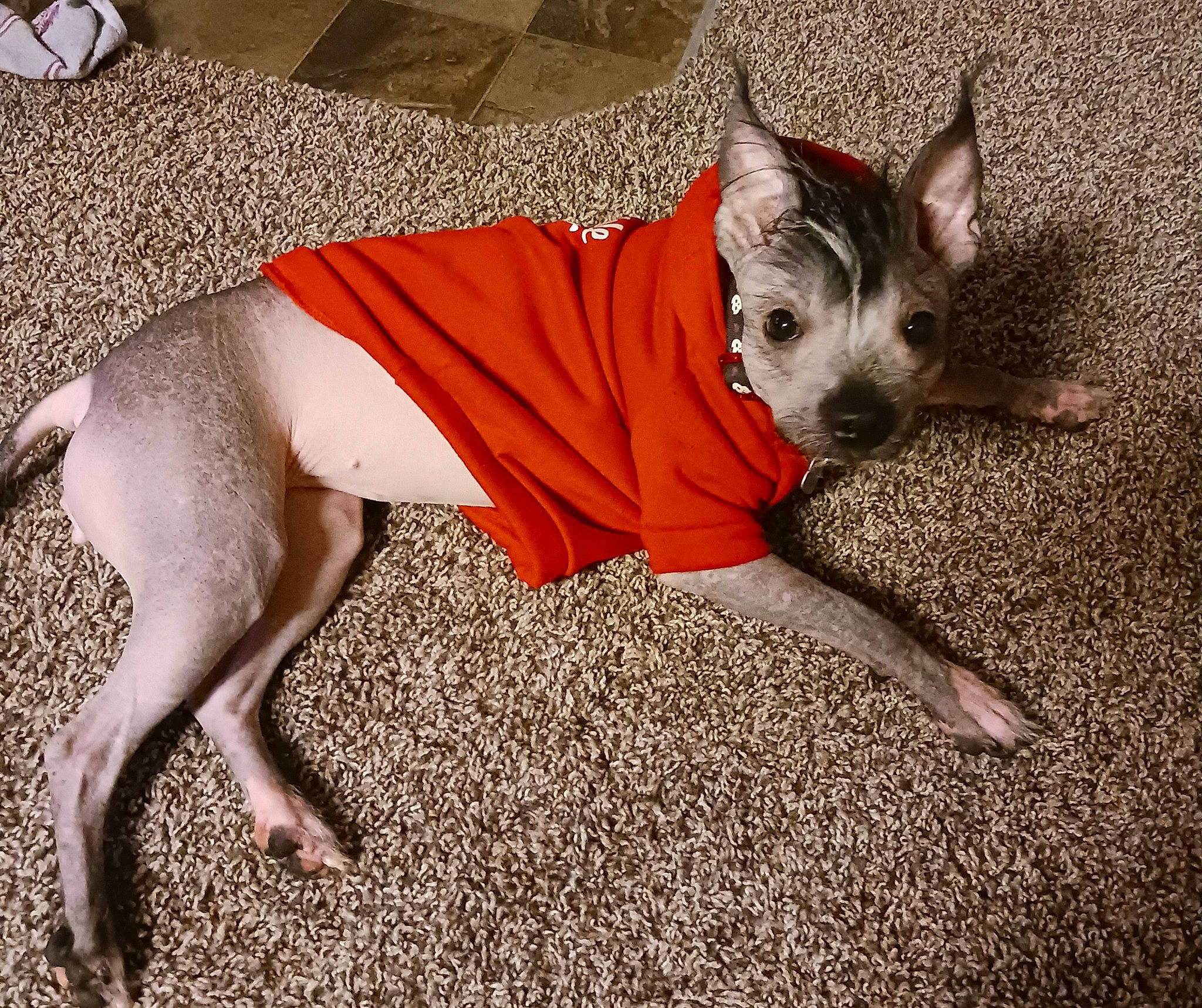 Sasha is registered to the contest to win money with this photo: canidae, carnivore, comfort, companion_dog, dog, dog_breed, dog_clothes, dog_supply, fawn, felidae, foot, grass, human_leg, snout, sporting_group, tail, terrestrial_animal, toy_dog, whiskers, working_animal