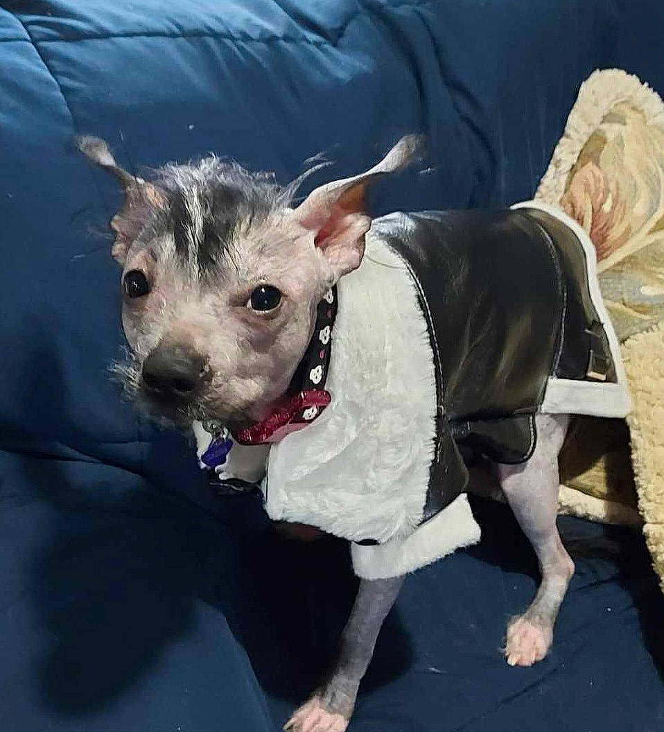 Sasha is registered to the contest to win money with this photo: adventure, canidae, carnivore, collar, companion_dog, dog, dog_breed, dog_clothes, dog_collar, dog_supply, fashion_accessory, fawn, fur, leash, snout, sporting_group, terrier, toy_dog, trampolining, working_animal