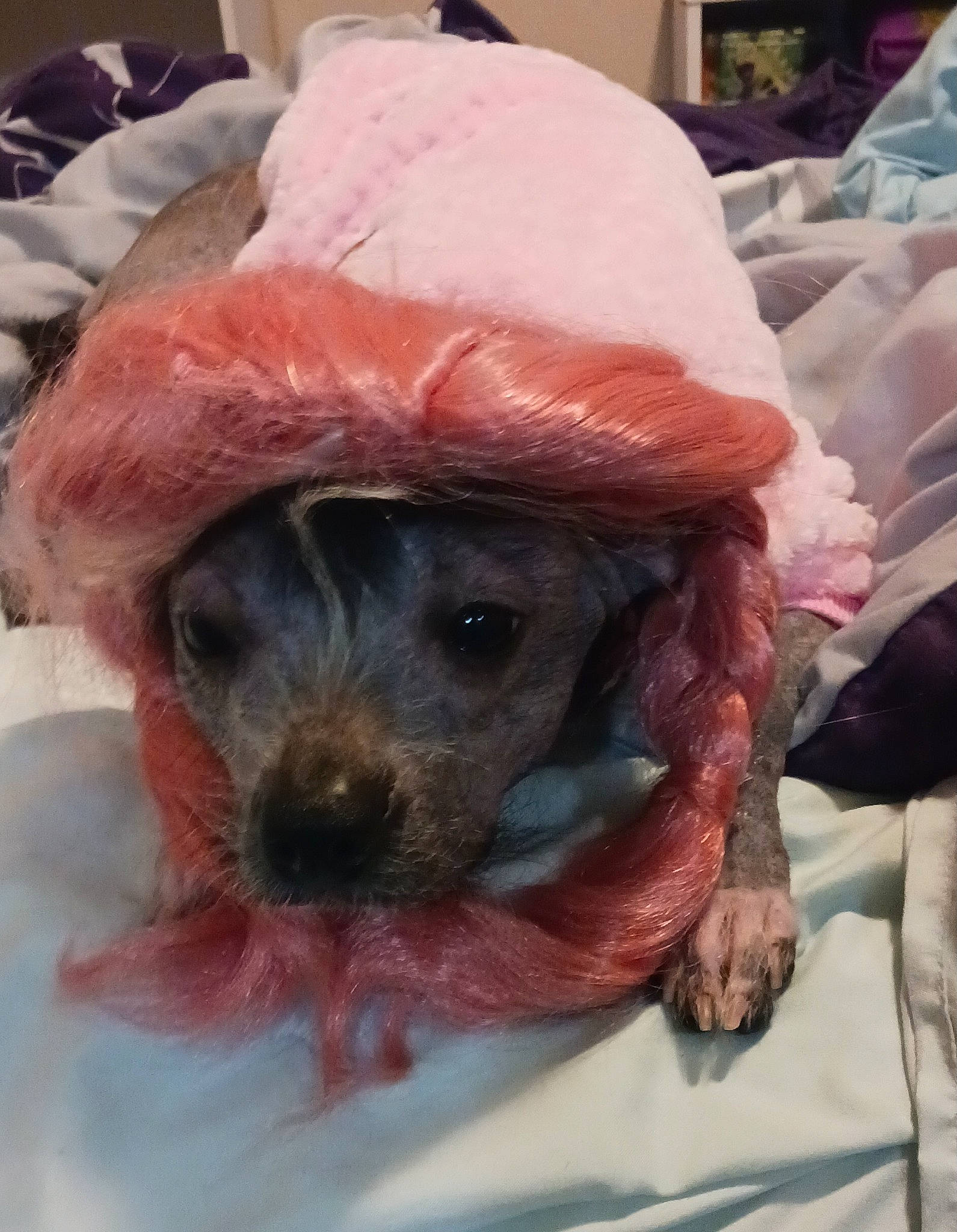 Sasha is registered to the contest to win money with this photo: beard, carnivore, companion_dog, dog, dog_breed, dog_clothes, dog_supply, facial_hair, fawn, fictional_character, hat, headgear, liver, party_hat, santa_claus, snout, toy, toy_dog, whiskers, working_animal