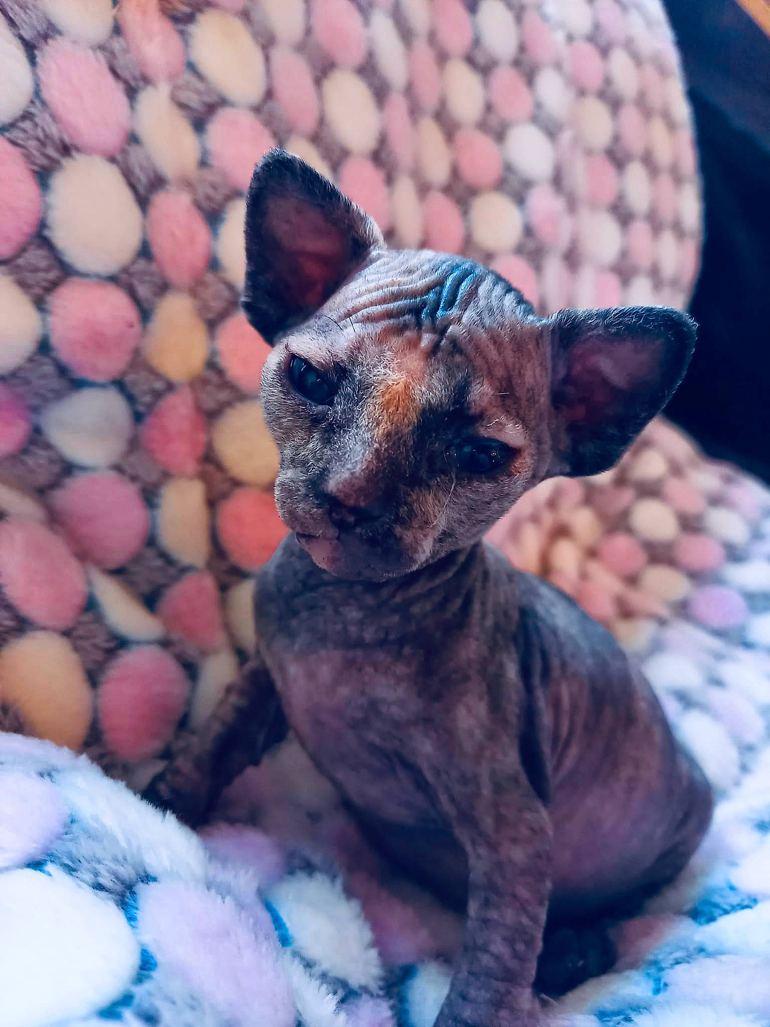 Nairobi participe au concours pour gagner de l'argent avec cette photo : canidae, carnivore, comfort, companion_dog, dog, dog_breed, ear, electric_blue, eye, fawn, felidae, fur, liver, paw, snout, sporting_group, terrestrial_animal, toy_dog, whiskers, working_animal