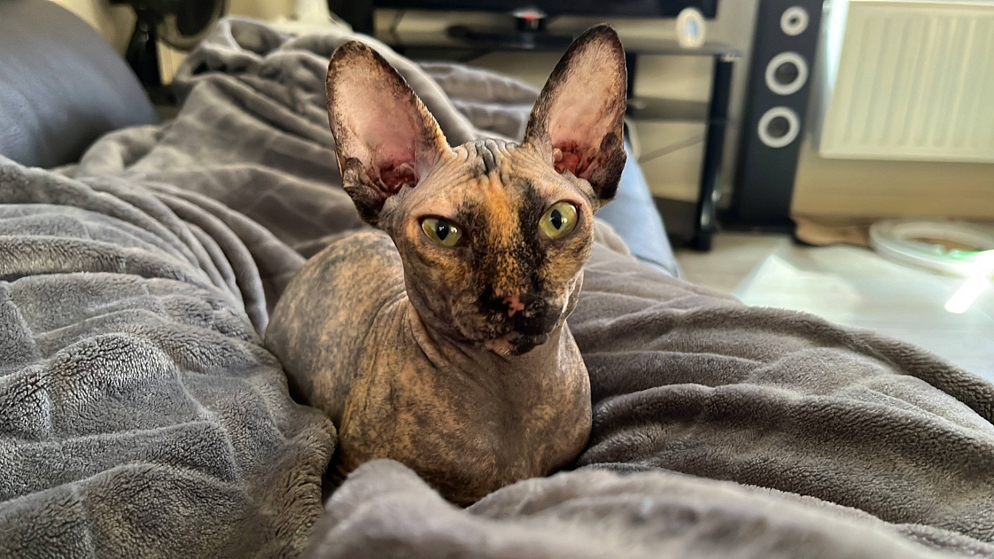 Nairobi participe au concours pour gagner de l'argent avec cette photo : carnivore, cat, comfort, dog_breed, donskoy, fawn, felidae, fur, small_to_medium_sized_cats, snout, sphynx, studio_monitor, terrestrial_animal, whiskers