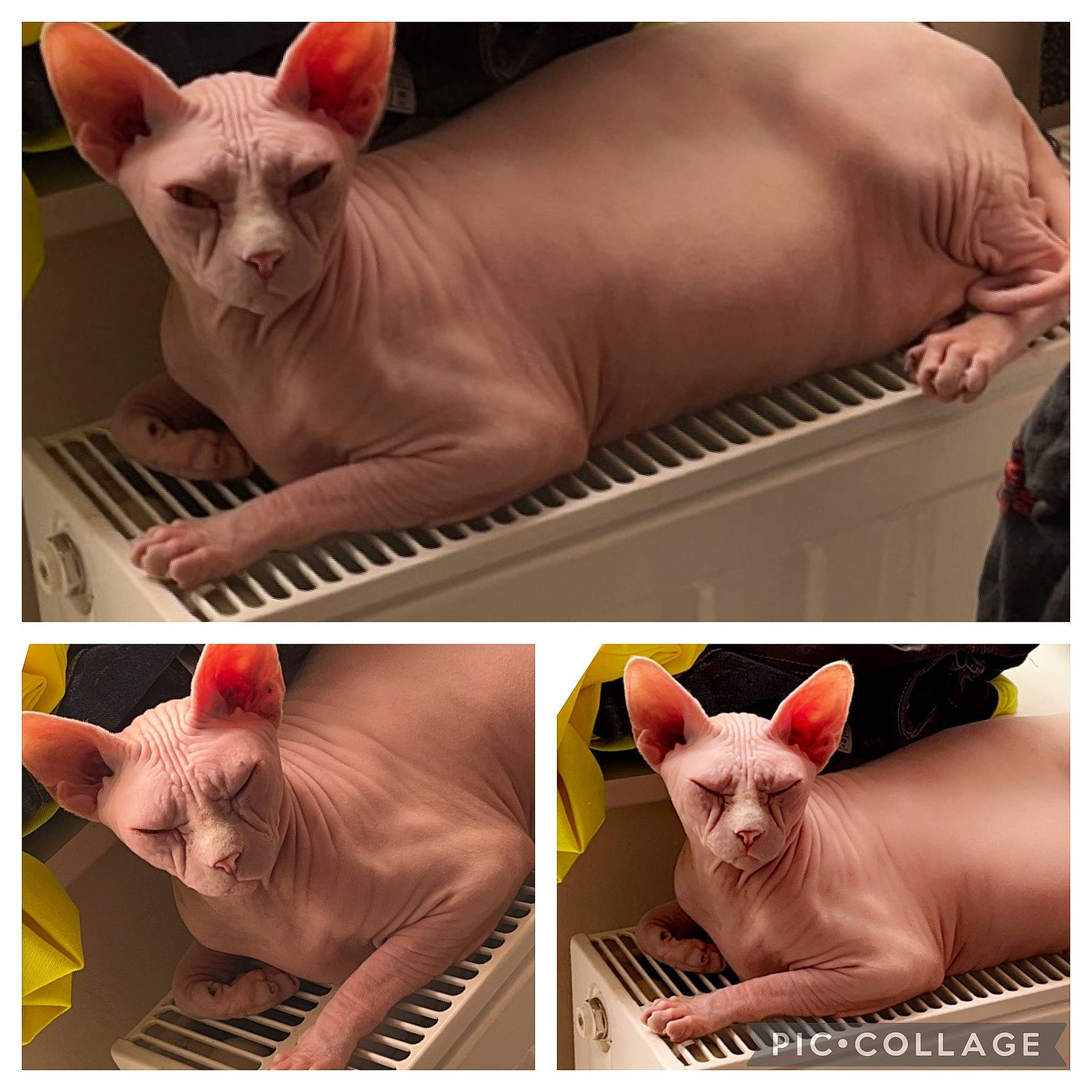 E.t participe au concours pour gagner de l'argent avec cette photo : art, beauty, carnivore, cat, collage, fashion_accessory, felidae, fur, jaw, metal, photo_caption, photograph, photography, pink, snapshot, snout, stock_photography, tail, whiskers, white