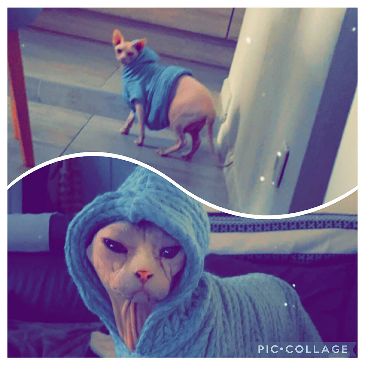 E.t participe au concours pour gagner de l'argent avec cette photo : beauty, blue, carnivore, companion_dog, cool, dog, dog_breed, electric_blue, eyewear, fawn, happy, line, magenta, morning, pink, purple, selfie, snapshot, textile, visual_arts