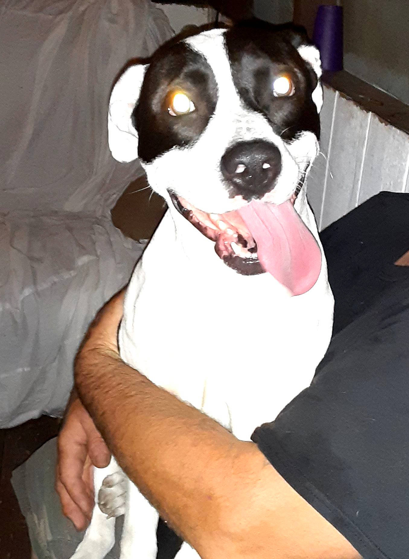 Moody joined the competition — help win amazing prizes! boston_terrier, canidae, carnivore, collar, companion_dog, dog, dog_breed, dog_collar, dog_supply, elbow, fawn, non_sporting_group, pet_supply, sleeve, snout, sporting_group, t_shirt, toy_dog, whiskers, working_animal