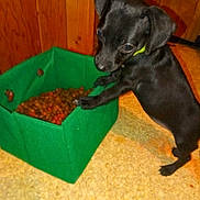 Chihuahua is registered to the contest to win money with this photo: black_dog, carpeted_floor, close_up, collar, curious, dog, eating, fabric_basket, flash, green_bowl, home, indoor, kibble, mischievous, paw, pet_food, puppy, small_dog, standing, wooden_wall