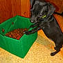 black_dog, carpeted_floor, close_up, collar, curious, dog, eating, fabric_basket, flash, green_bowl, home, indoor, kibble, mischievous, paw, pet_food, puppy, small_dog, standing, wooden_wall