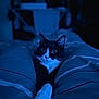 cat, tuxedo_cat, pet, indoor, bed, blanket, striped, paws_crossed, nighttime, blue_light, relaxed, feline, animal, cute, cozy, domestic, whiskers, ears, eyes, resting