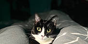 Freya a rejoint le concours — aidez-le/la à gagner de superbes lots ! cat, tuxedo_cat, pet, indoor, bed, cushion, gray, white, black, animal, feline, cute, relaxed, paws, whiskers, portrait, looking, cozy, domestic_cat, sleepy