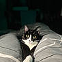 cat, tuxedo_cat, pet, indoor, bed, cushion, gray, white, black, animal, feline, cute, relaxed, paws, whiskers, portrait, looking, cozy, domestic_cat, sleepy